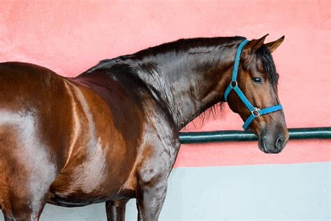 Purebred Spanish horse, photographed by Himlagard Purebred Spanish horse, photographed by Himlagard